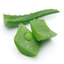 Vedini Aloe Vera Distillate hydrosol ORIGIN India